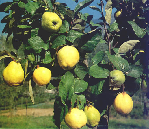 Варенье из айвы
