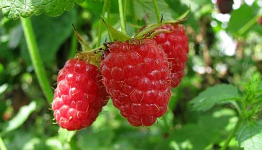 Варенье из малины