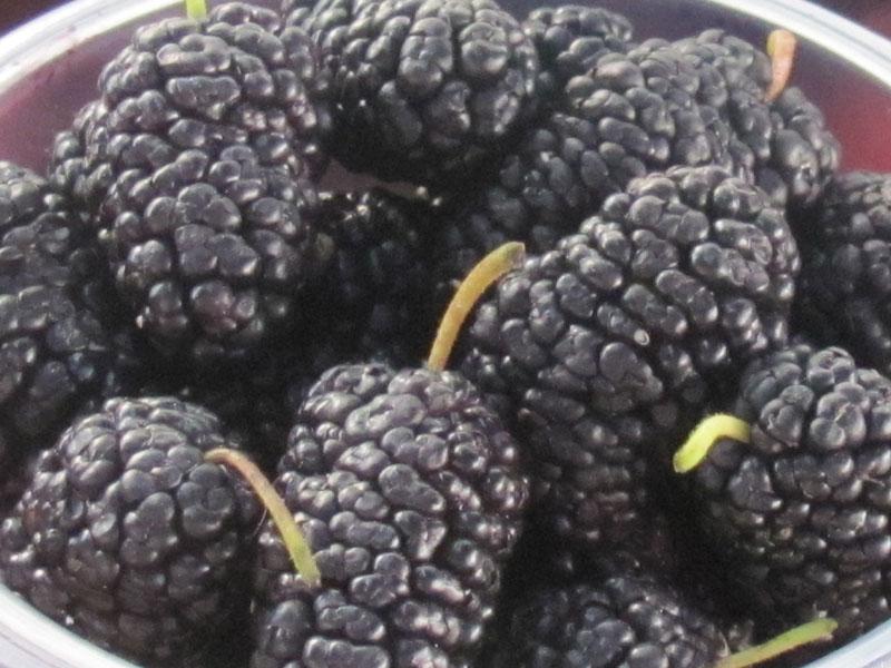 Варенье из черной шелковицы